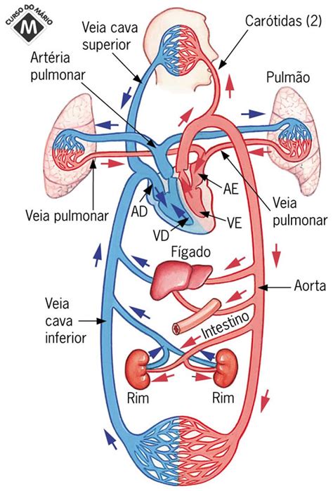 circulação pulmonar-1